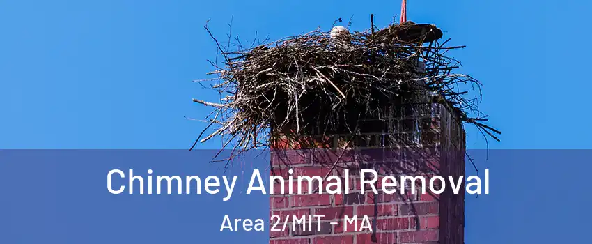 Chimney Animal Removal Area 2/MIT - MA