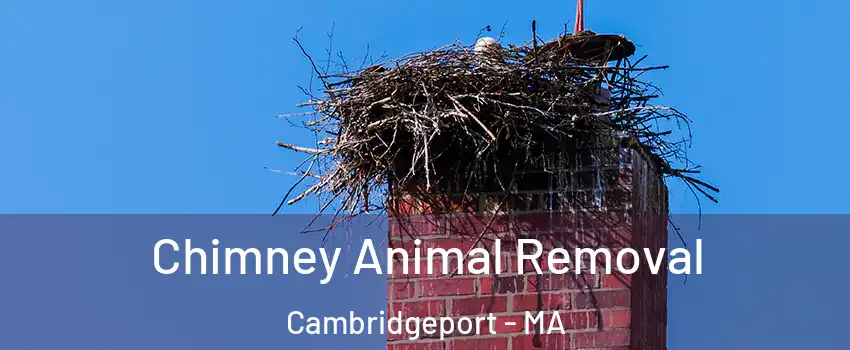 Chimney Animal Removal Cambridgeport - MA