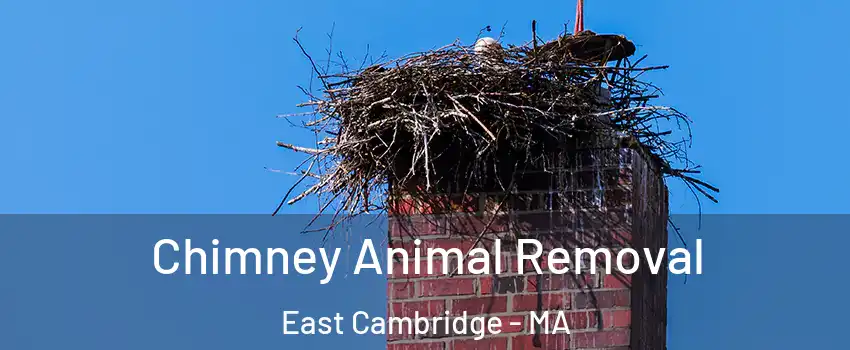 Chimney Animal Removal East Cambridge - MA