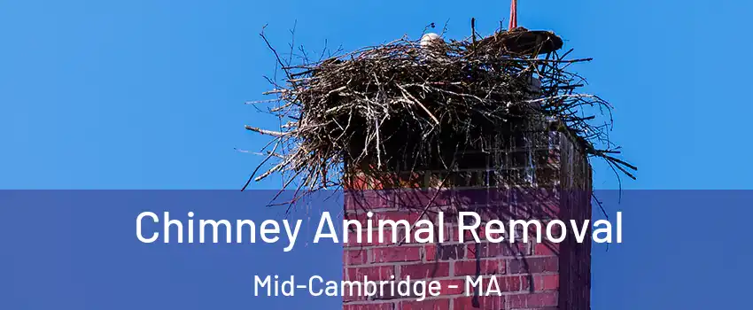 Chimney Animal Removal Mid-Cambridge - MA