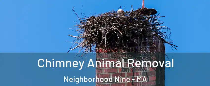 Chimney Animal Removal Neighborhood Nine - MA