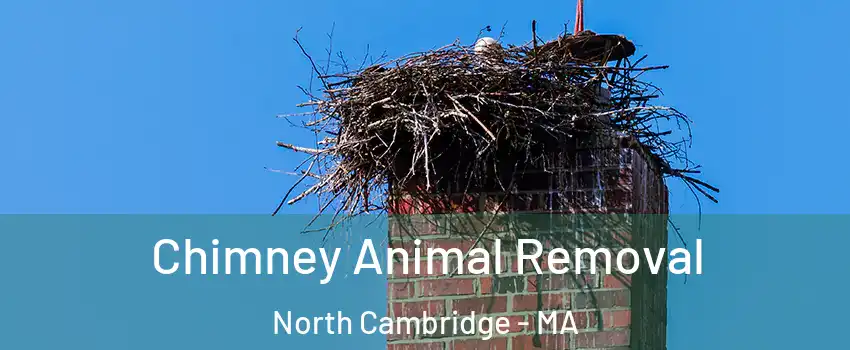 Chimney Animal Removal North Cambridge - MA